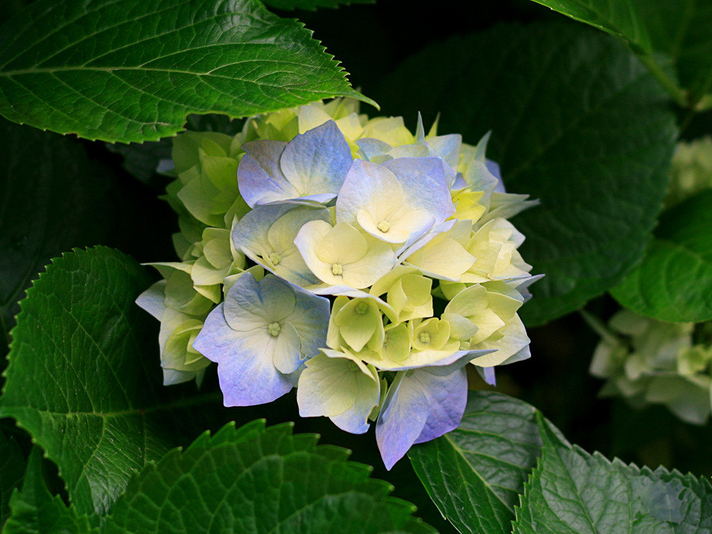 hydrangeas67.jpg