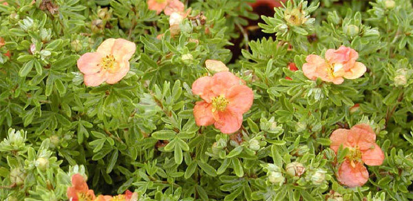 potentilla_fruticosa_red_ac.jpg