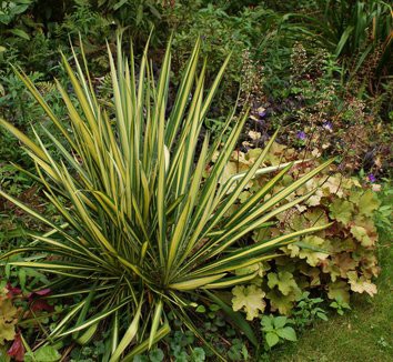  Yucca filamentosa Color Guard - 4,76.jpg