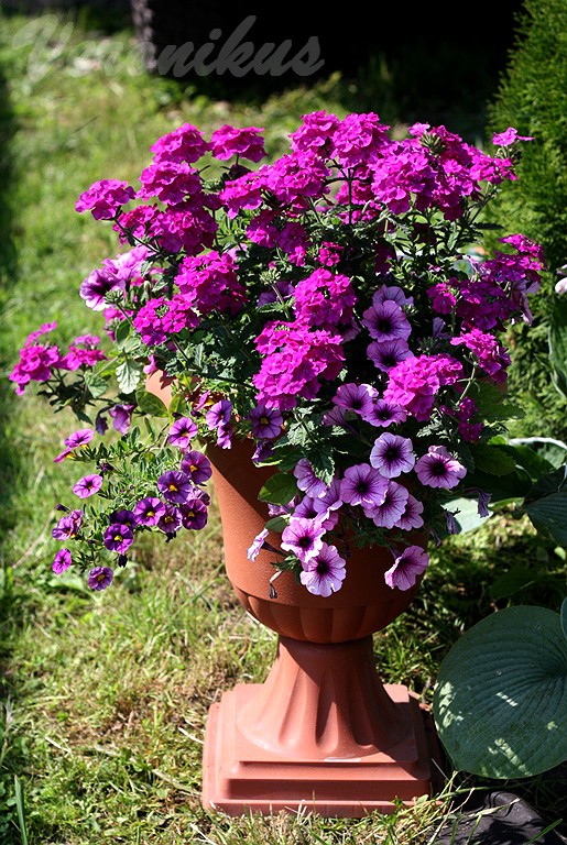 Confetti Garden Purple Cleopatra.jpg