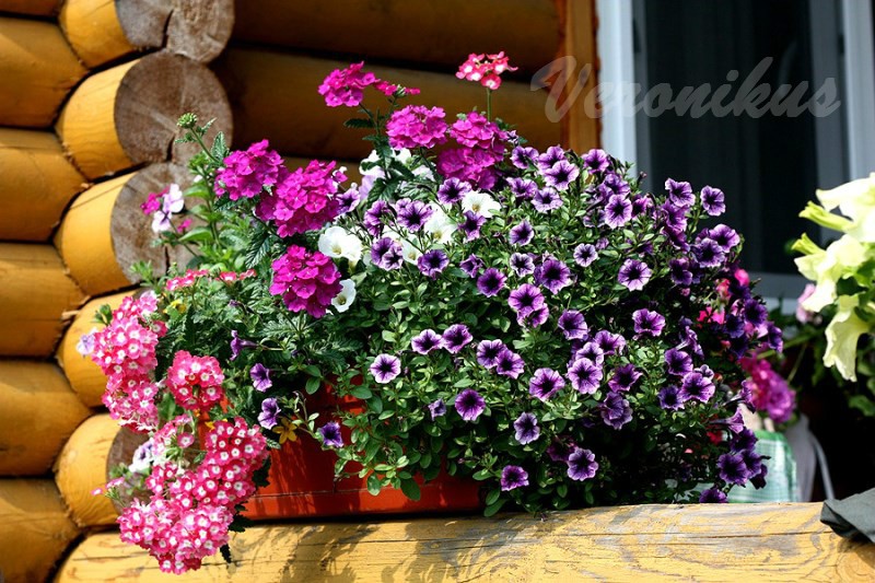 Littletunia Blue Vein + Verbena Empress Purple + Verbena Empress Strawberry Charme.jpg