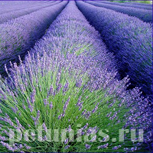 lavender-row300.jpg