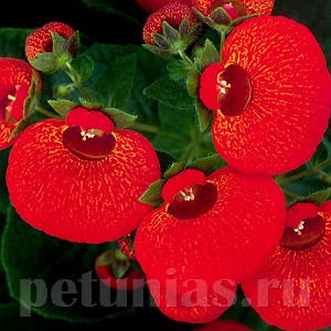 Dainti Red - 5 .jpg