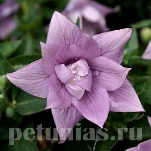  Astra semi-double Lavender.jpg