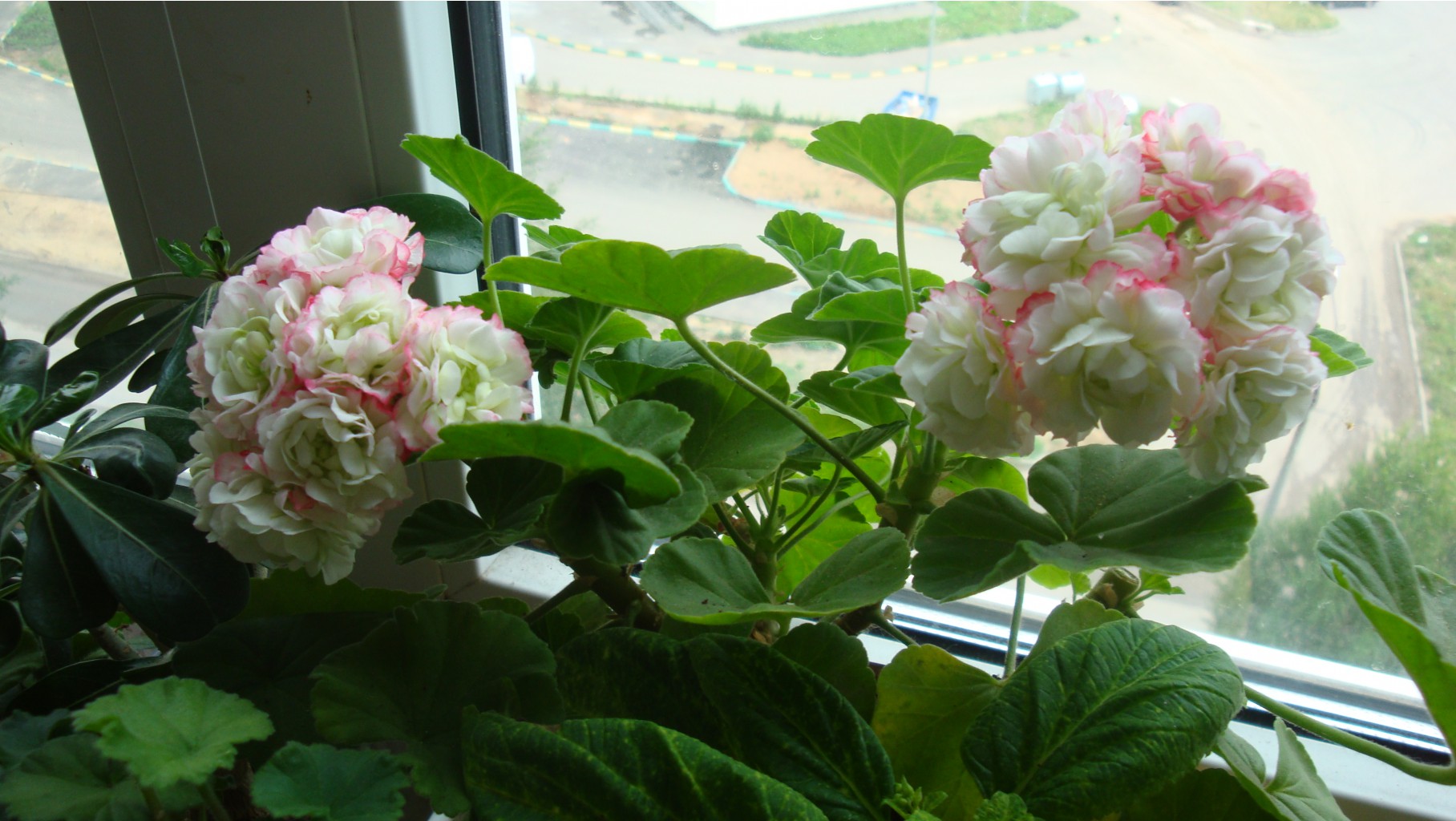 Apple Blossom Rosebud