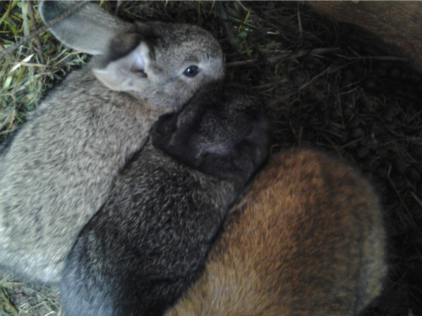 2013-09-28_13.06.48.jpg