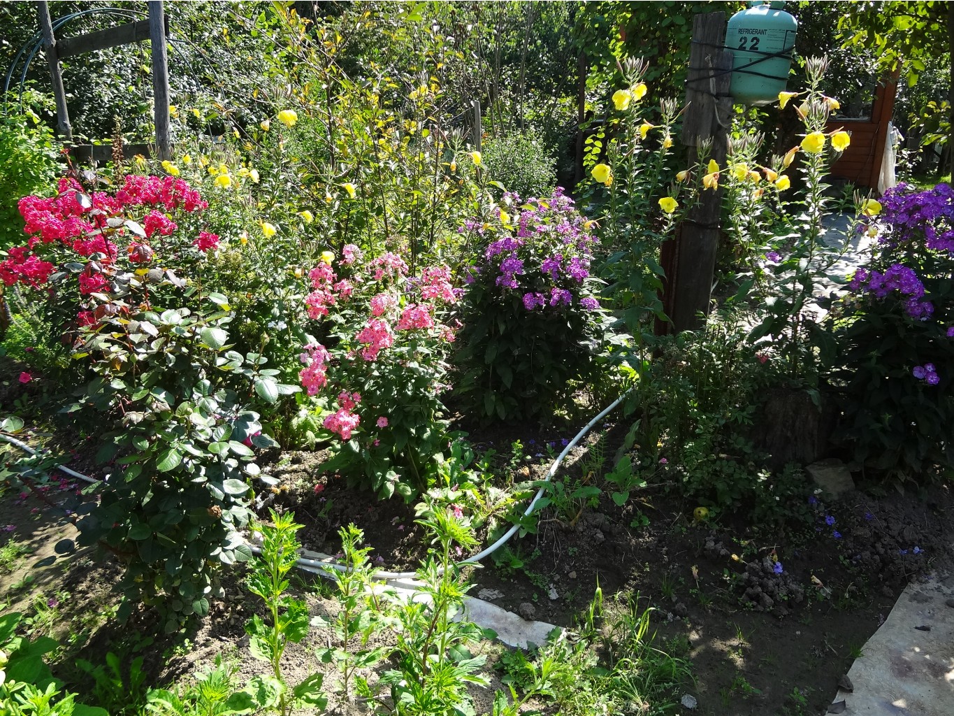 Флоксы