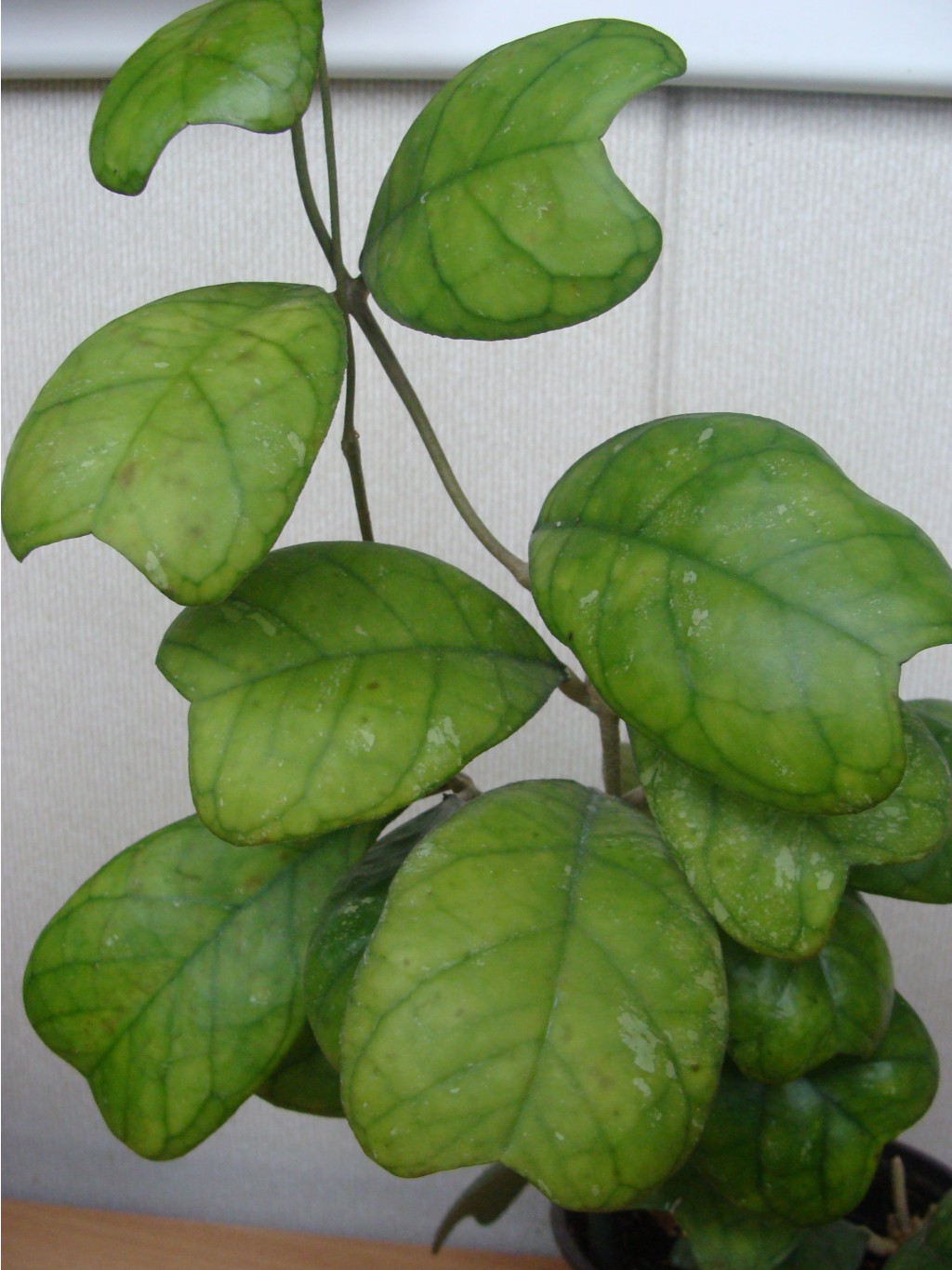 Hoya deykei