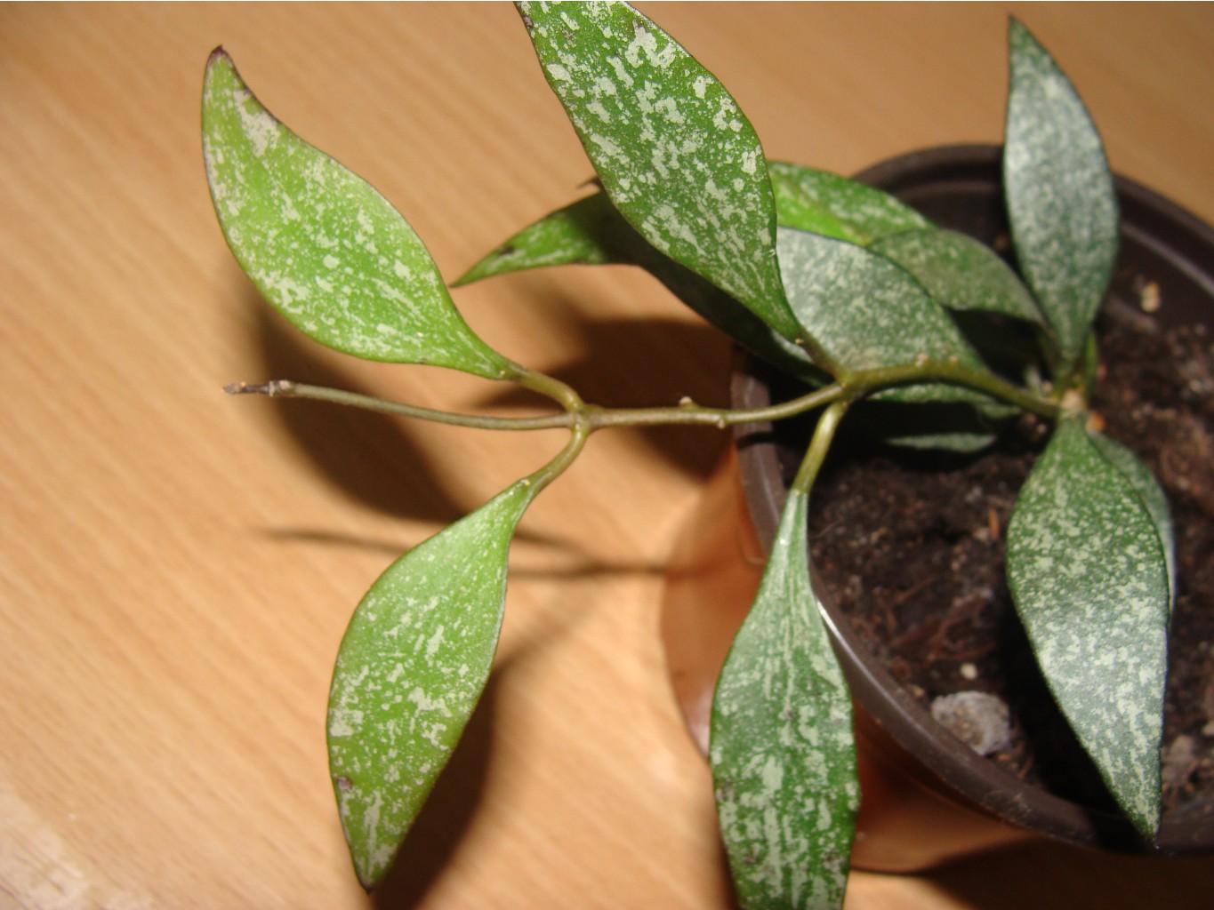 Hoya parviflora