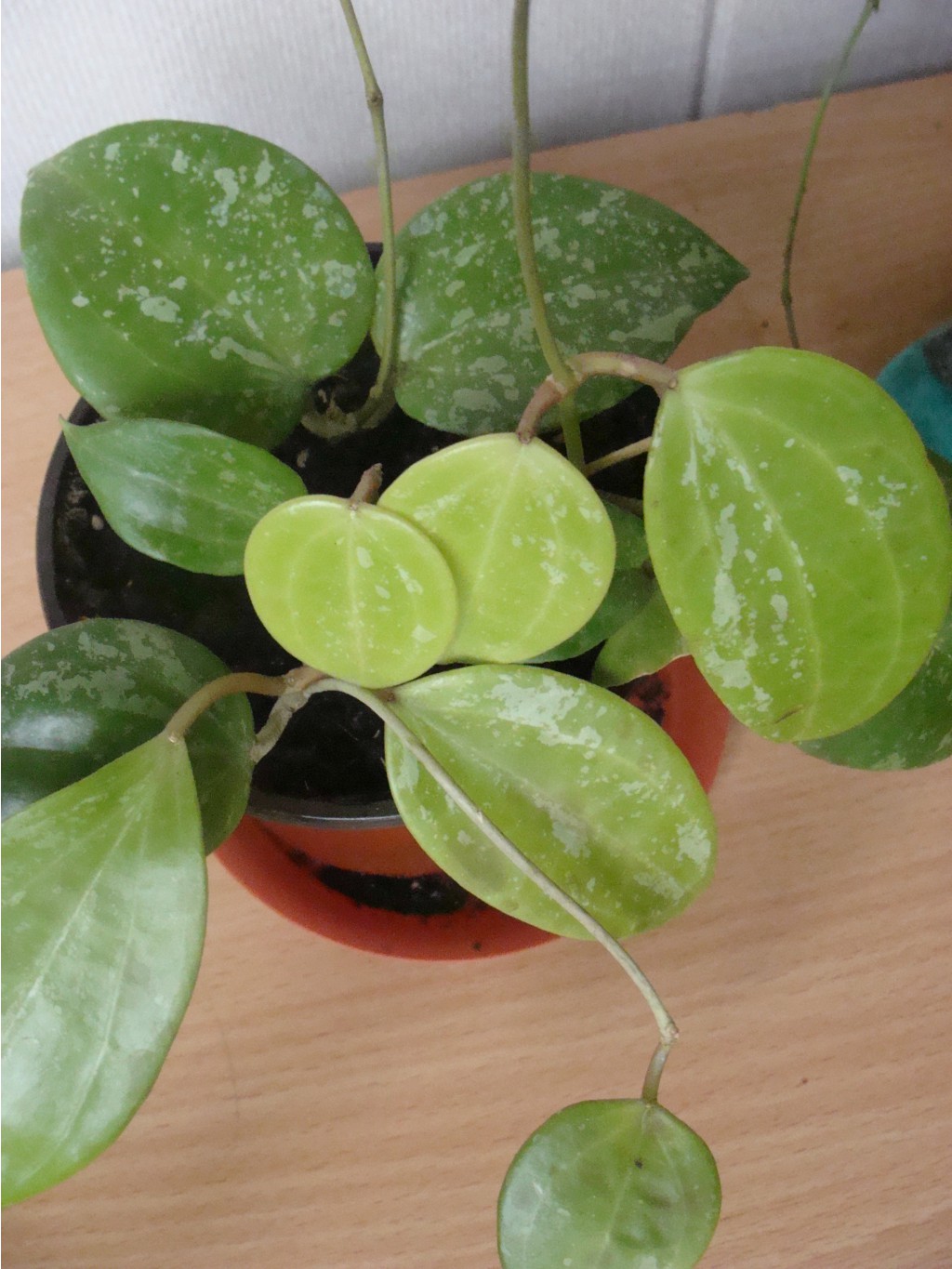 Hoya Macrophylla splash