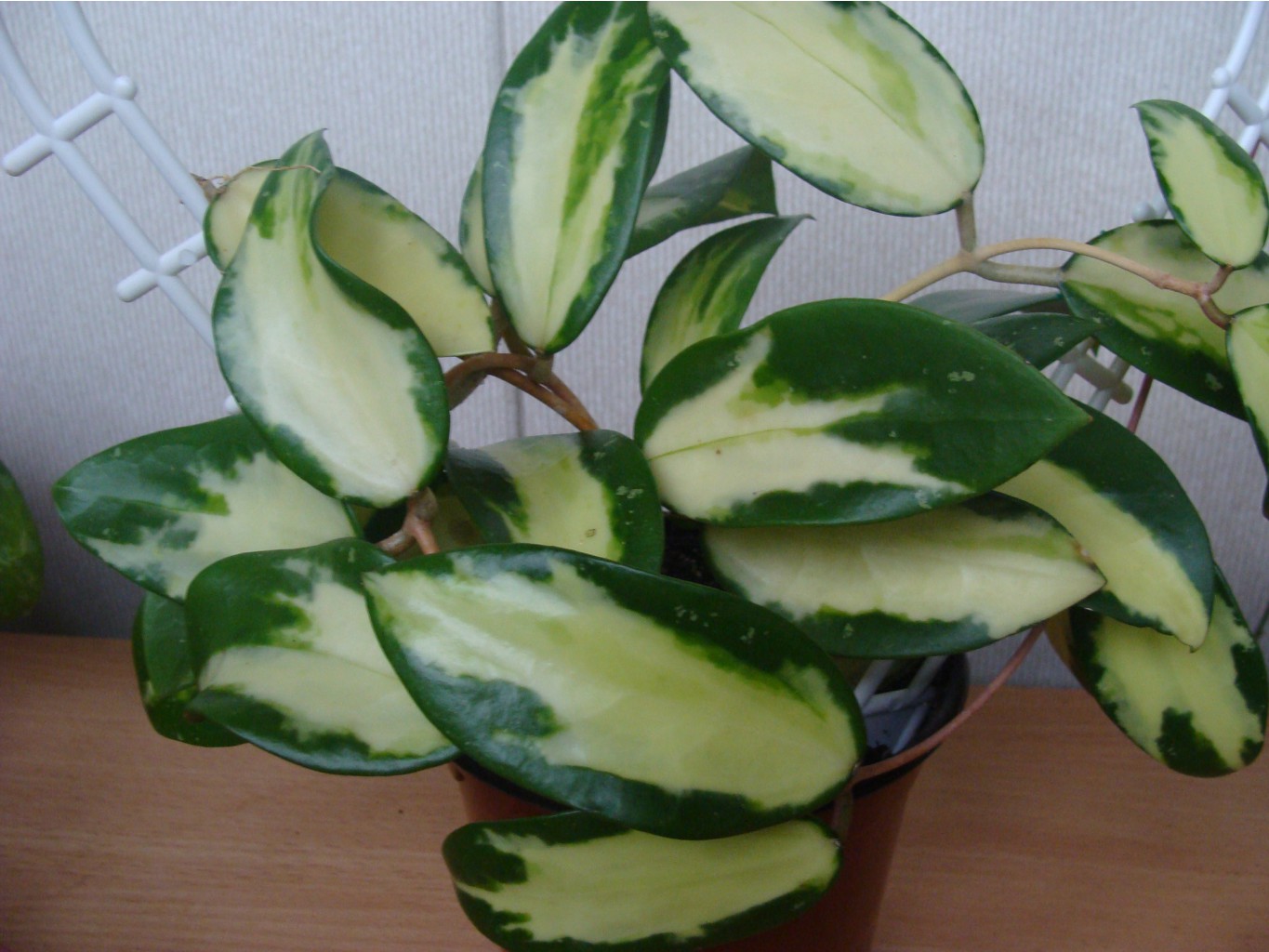 VERTICILLATA  VARIEGATA HOYA