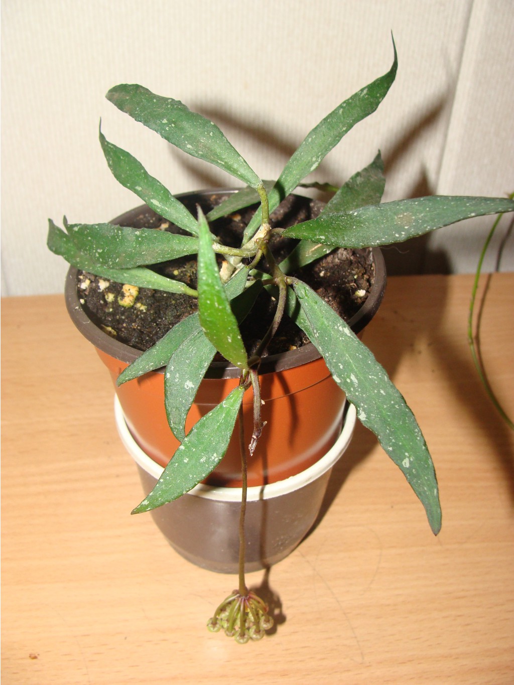 Hoya mirabilis  