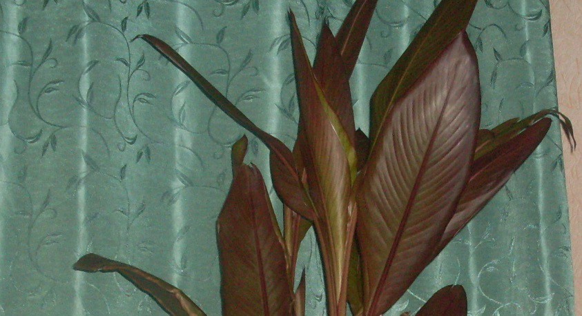 Канна оранжевая.JPG