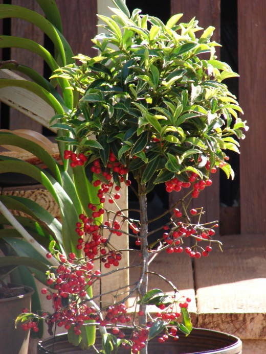 Ardisia-520x693.jpg