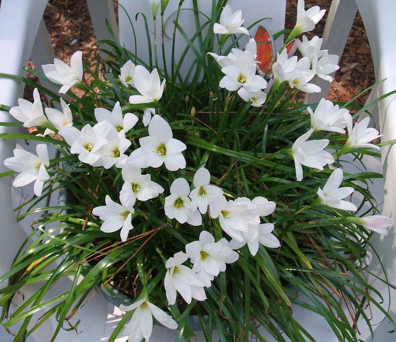 Zephyranthes_candida_01.jpg