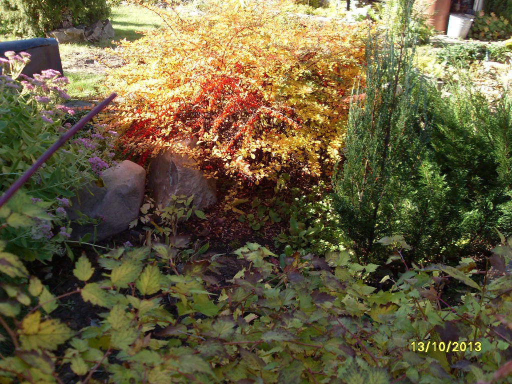 SDC10131.JPG