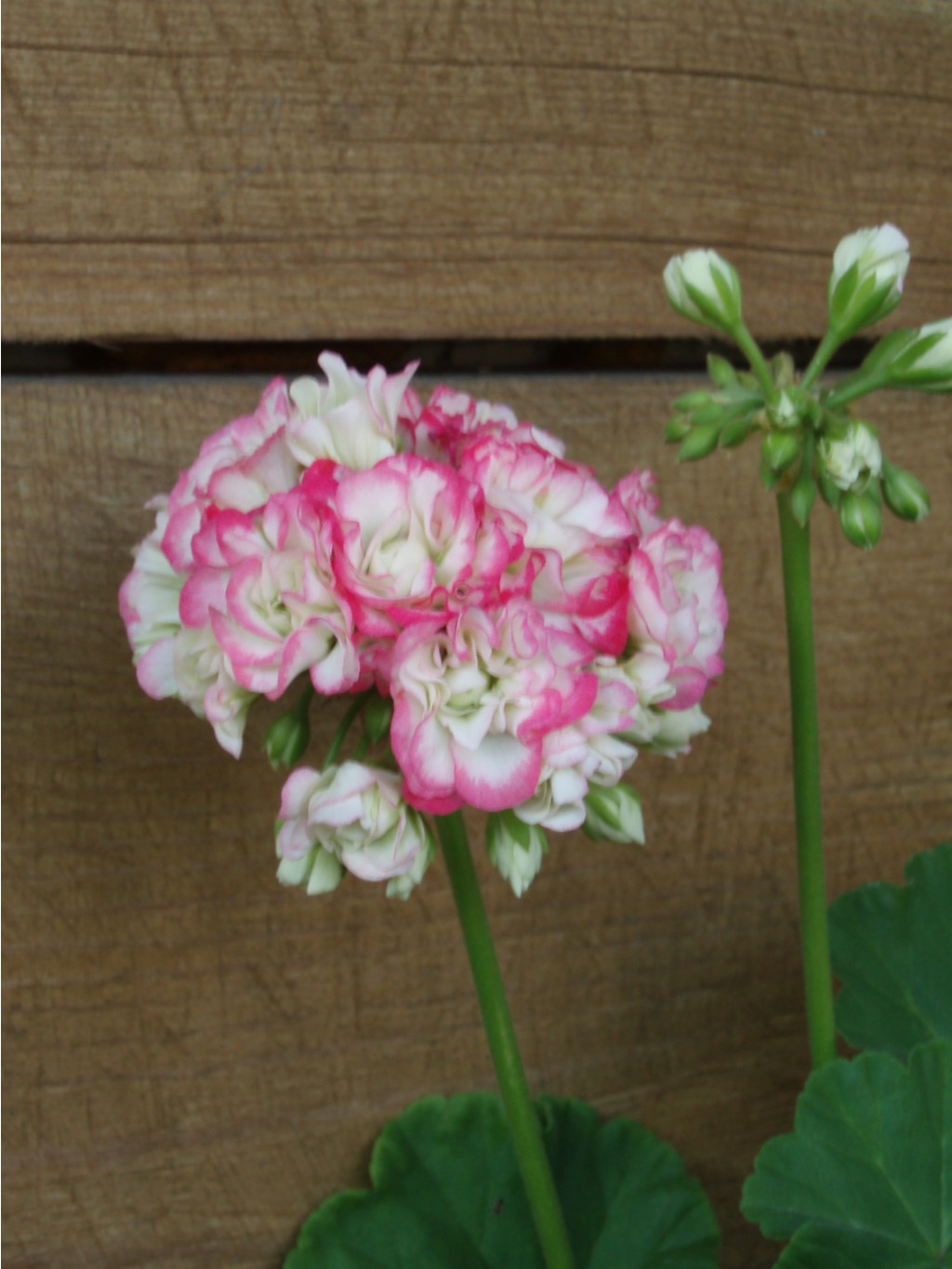 Apple blossom rosebud