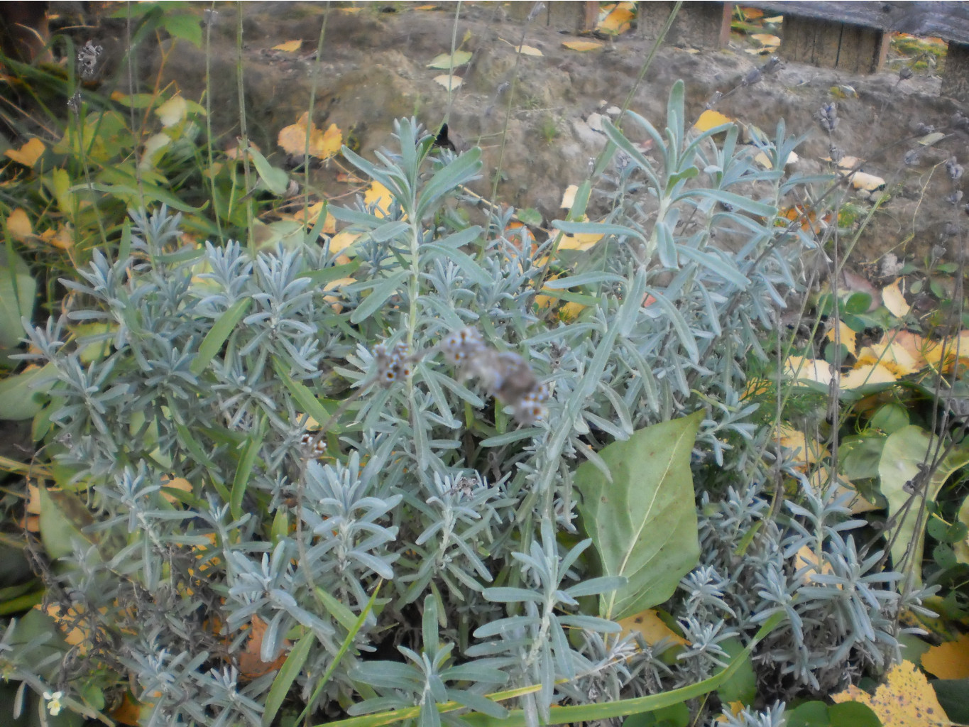 PA130737.JPG