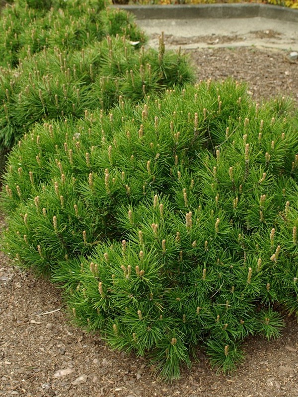    (Pinus mugo var. Pumilio) - 1,95