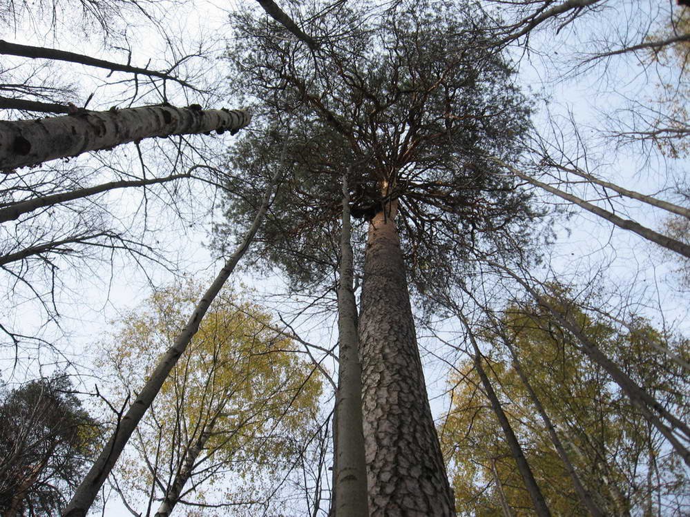 корабельные сосны