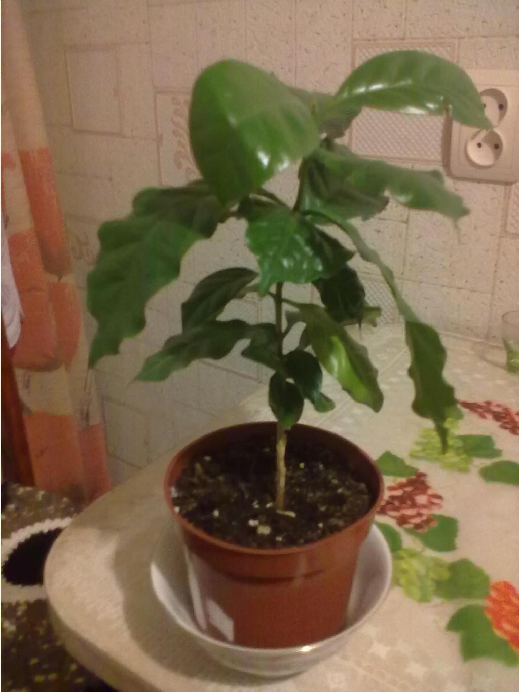 Кофе Арабика