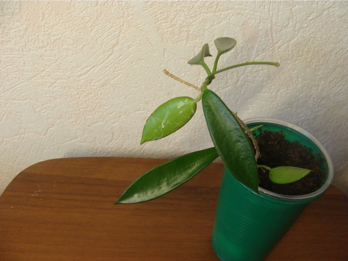 HOYA LONGIFOLIA PUBESCENS