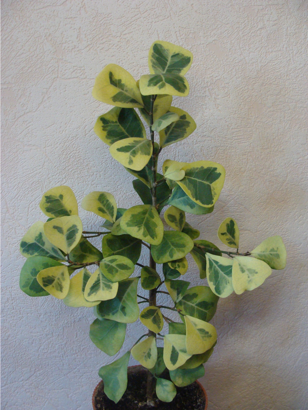 Ficus triangularis yellow var.   .