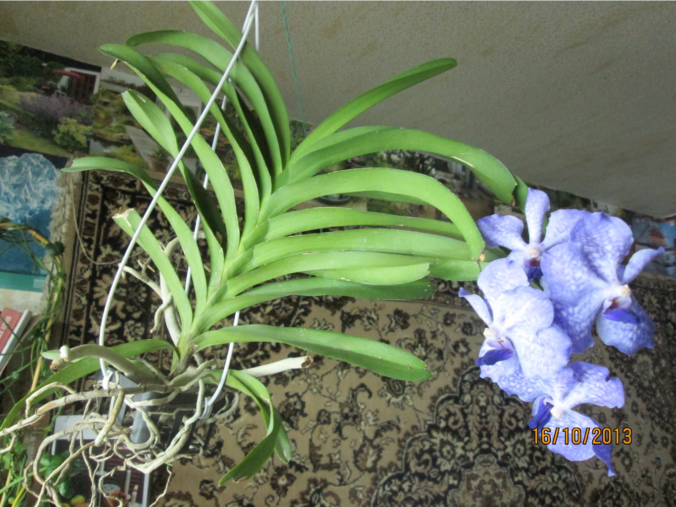 IMG_1686.JPG