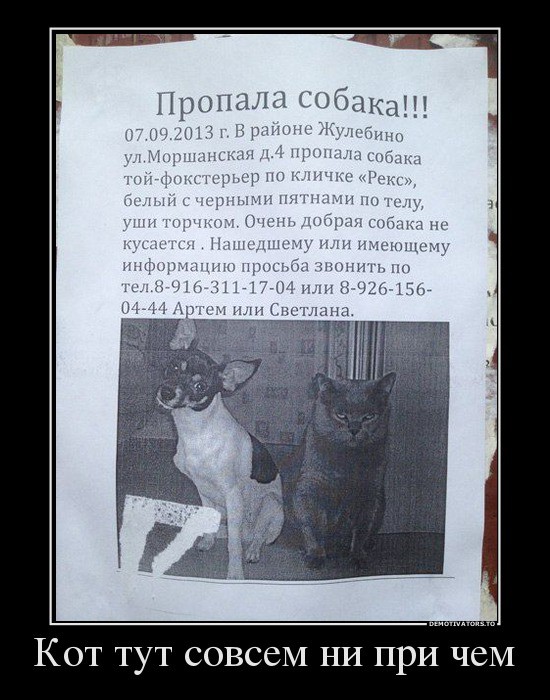 66790235_kot-tut-niprichyom.jpg
