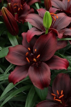 Lilium Mapira.jpg