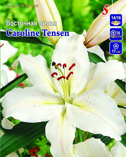 caroline-tensen 12.jpg