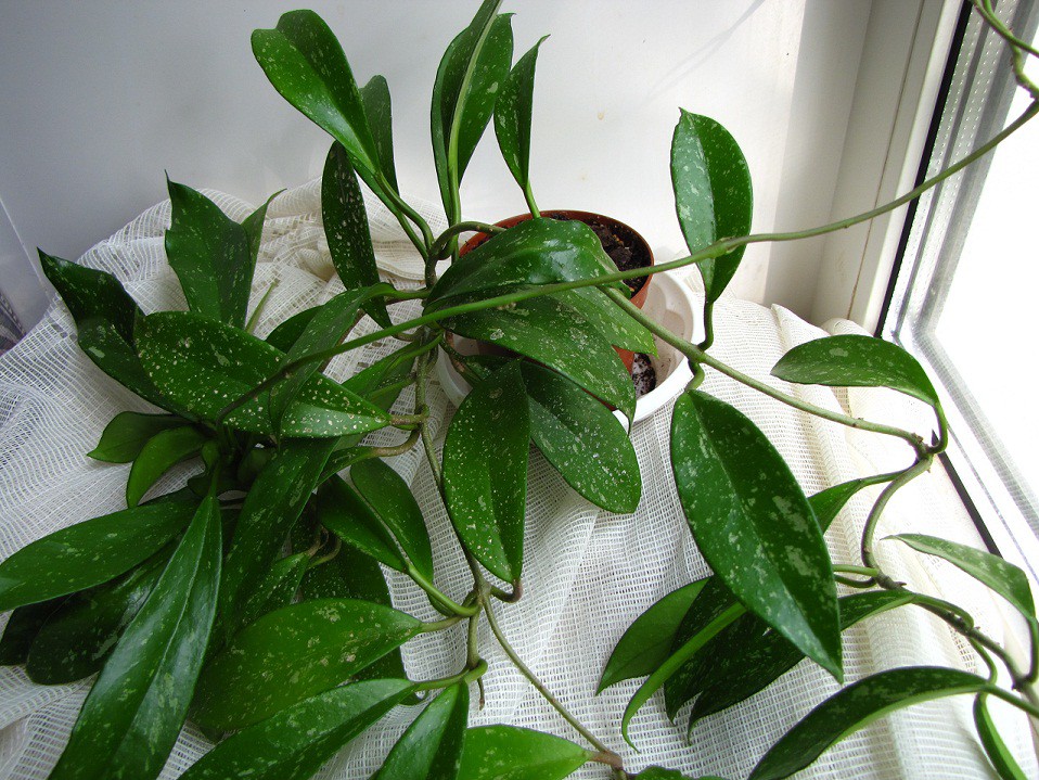 Hoya pubicalyx cv. 