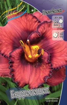 Hemerocallis_Berrylicious.jpg