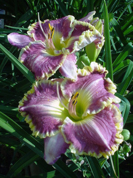 Hemerocallis_Bestseller_NEW.jpg