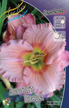 Hemerocallis_Elegant_Candy.jpg