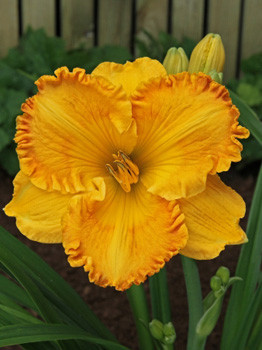 Hemerocallis_Orange_Nassau_NEW.jpg