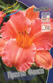 Hemerocallis_Pretty Fancy.jpg