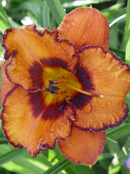 Hemerocallis_San Luis Halloween NEW.jpg