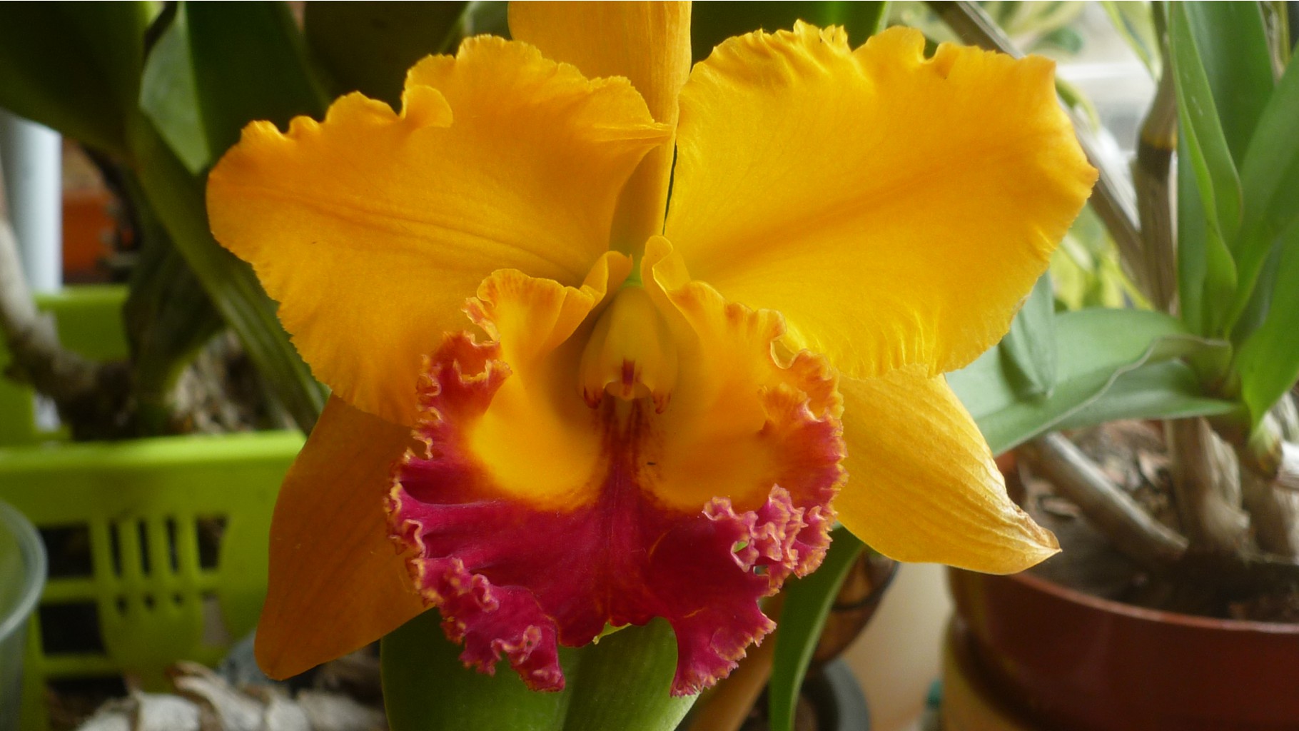  Blc.Yen Golden Master Piece