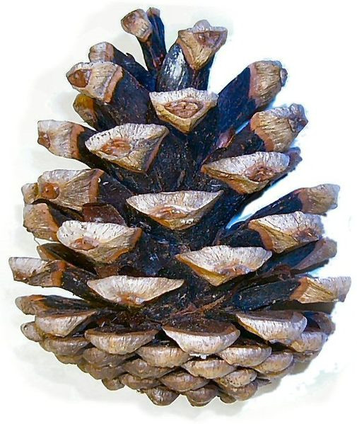 Pinus_nigra_cone.jpg