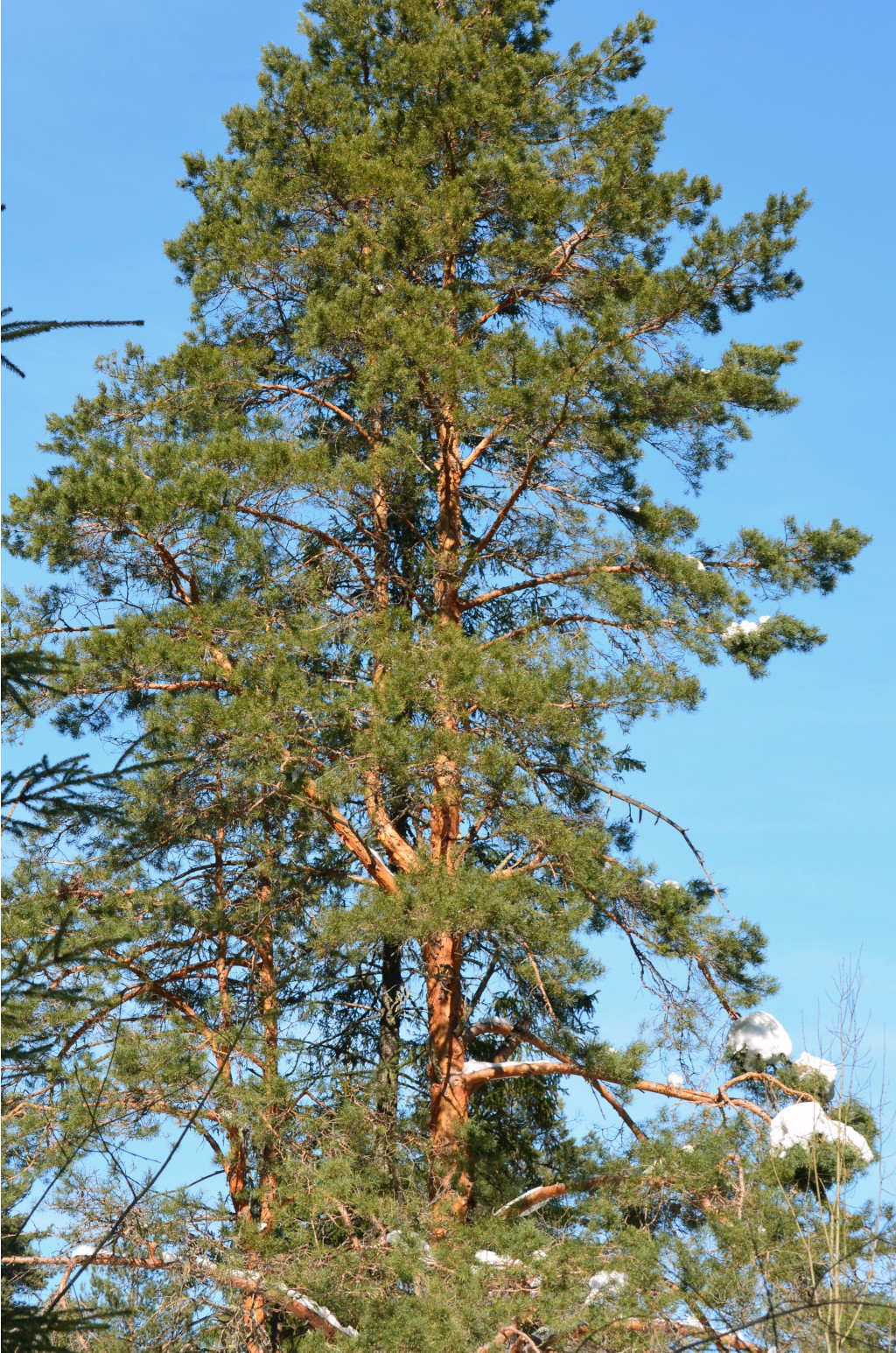 CSC_0201.JPG