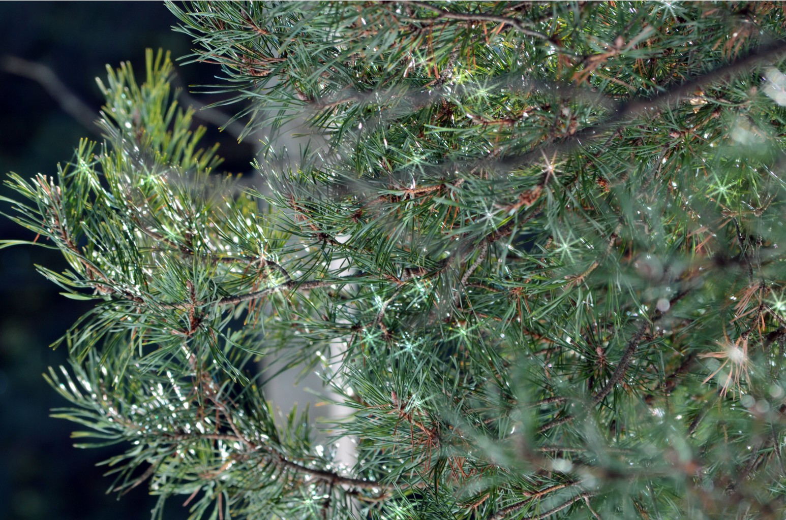 CSC_0180.JPG