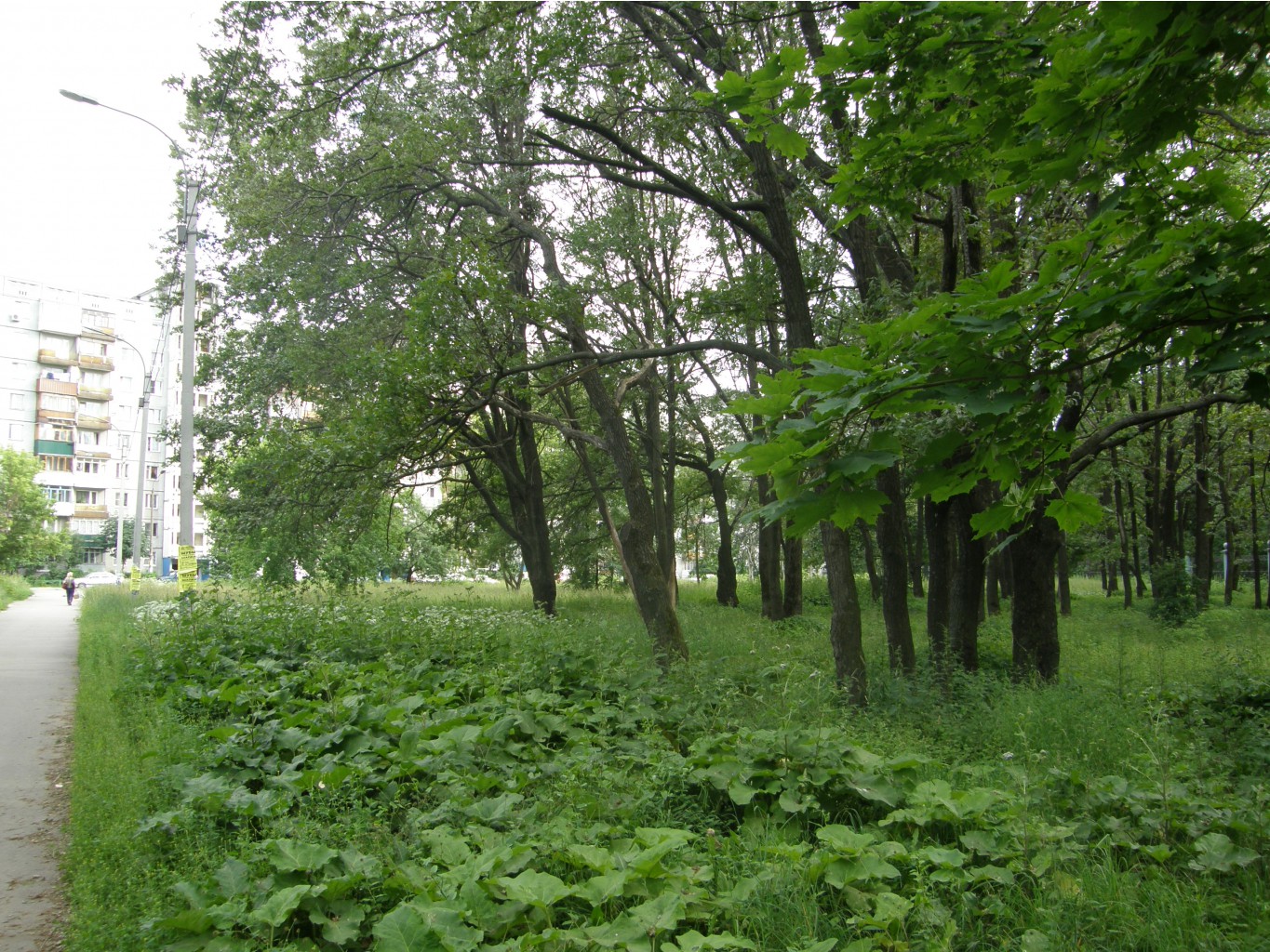 P6249298.JPG