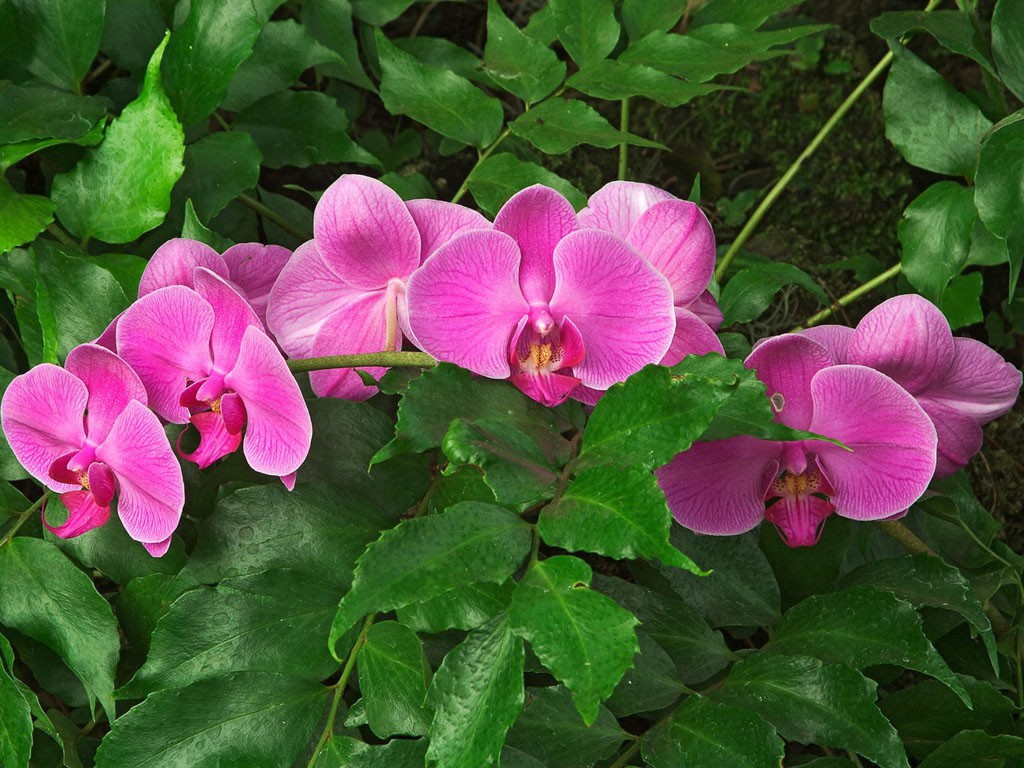 hybrid-orchid - .jpg