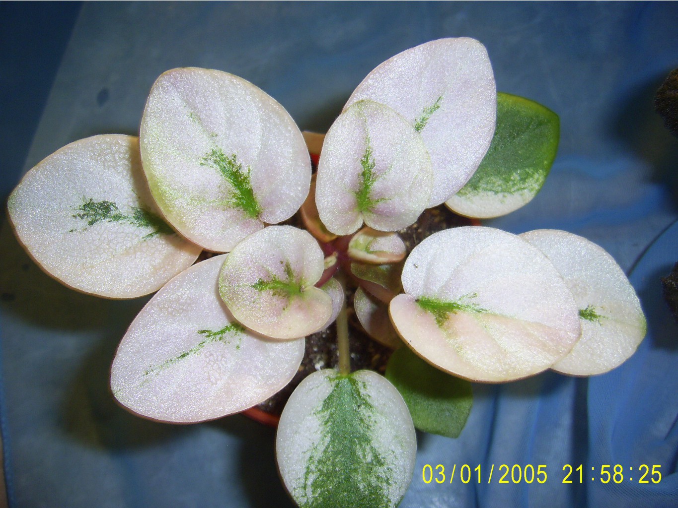  - Shampane Pinn Plum  - ԣ  