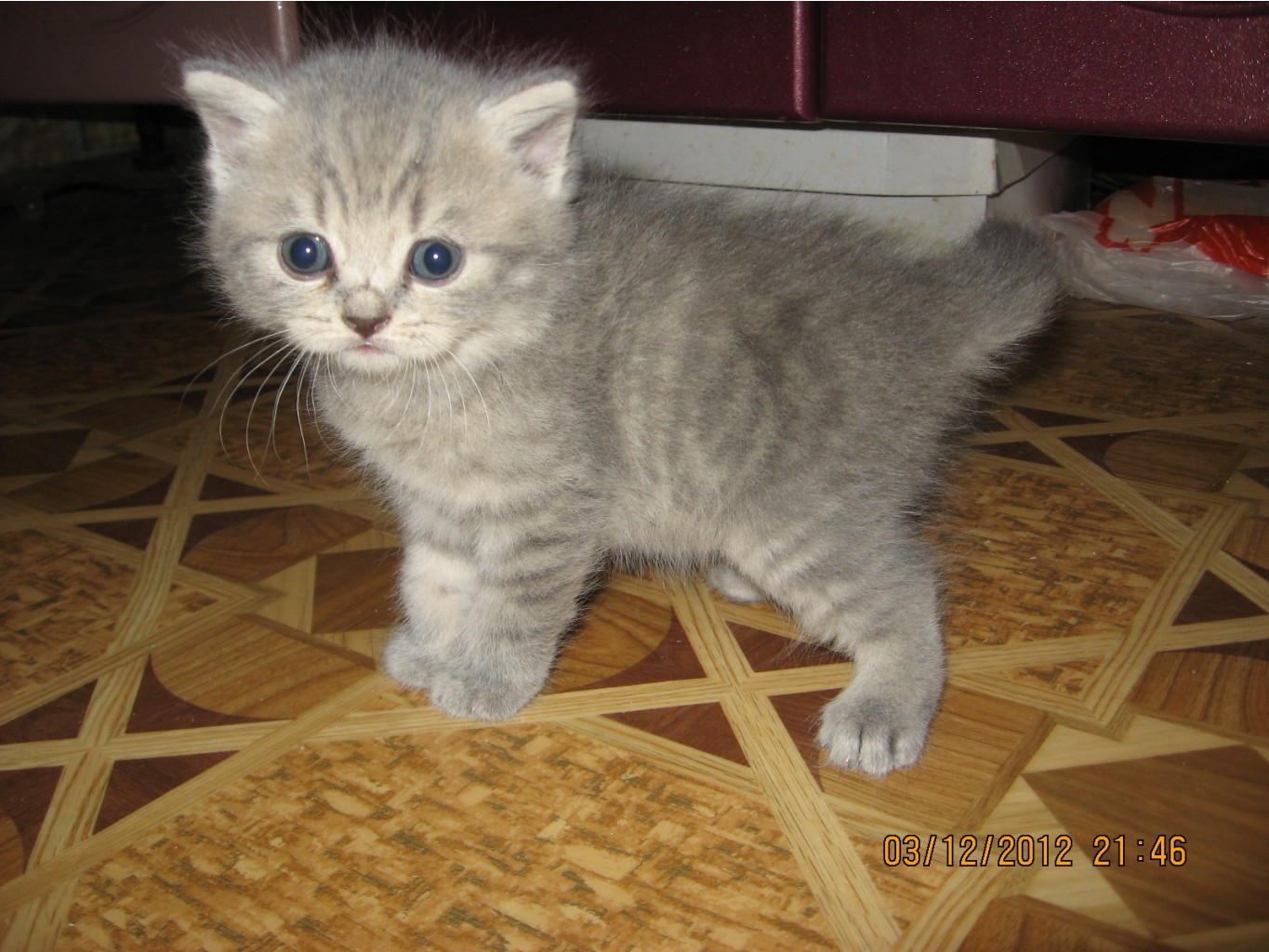 Продается, котик-страйт