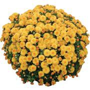 5827713.Gigi_Golden_Yellow.jpg