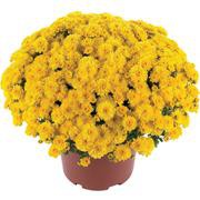 5827718.Gigi_Yellow.jpg