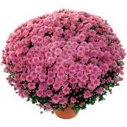 5827734.Ursula_Pink.jpg