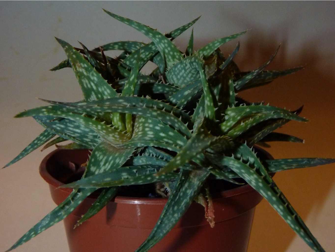 Aloe descoingsii 